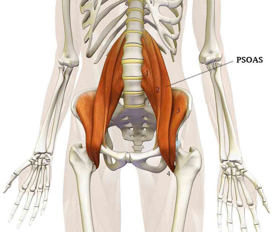 Comment le muscle psoas influence t-il votre santé et votre fitness ?