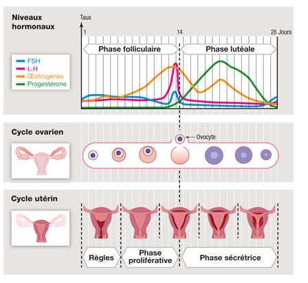 Comment le cycle menstruel féminin influence-t-il les performances ...